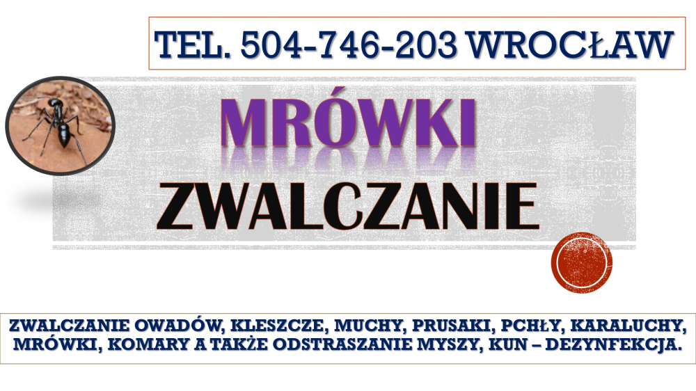 Mrówki dezynfekcja, Wrocław, tel. 504-746-203. Cennik