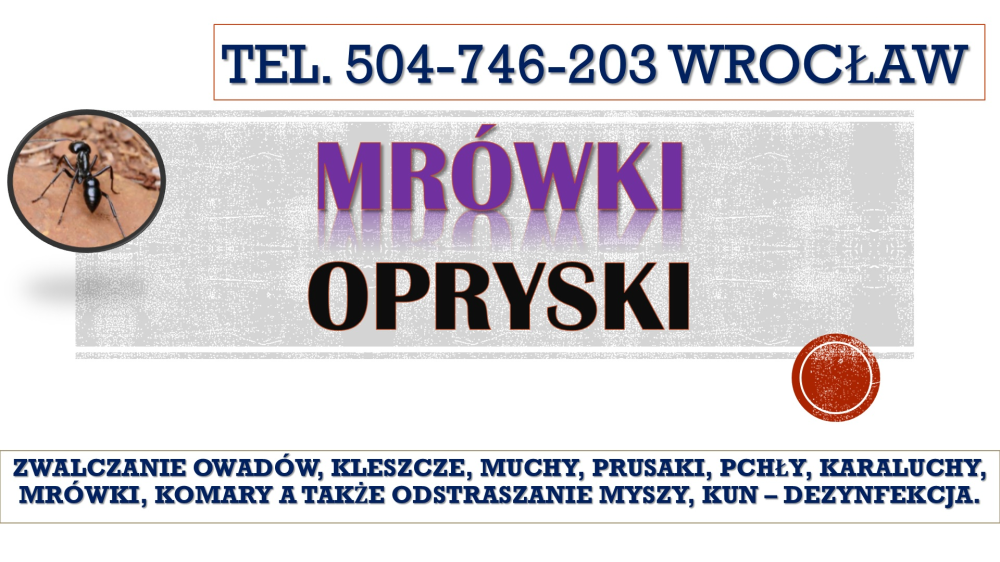 Mrówki dezynfekcja, Wrocław, tel. 504-746-203. Cennik