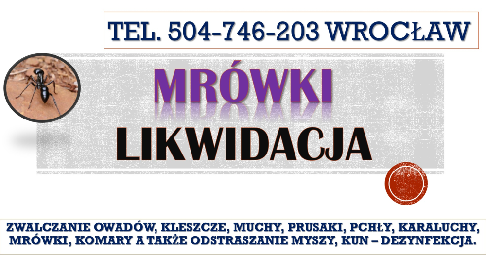 Mrówki zwalczanie, Wrocław, tel 504746203. zwalczania mrówek