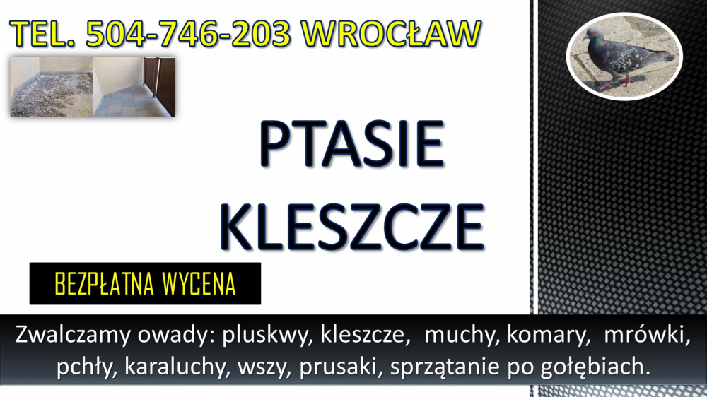 Obrzeżek gołębi, dezynfekcja tel. 504-746-203, Wrocław