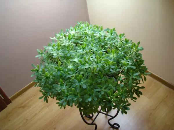 Aeonium – piękny sukulent na taras, do oranżerii lub mieszka