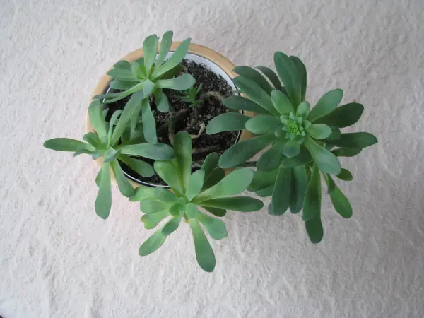 Aeonium – piękny sukulent na taras, do oranżerii lub mieszka