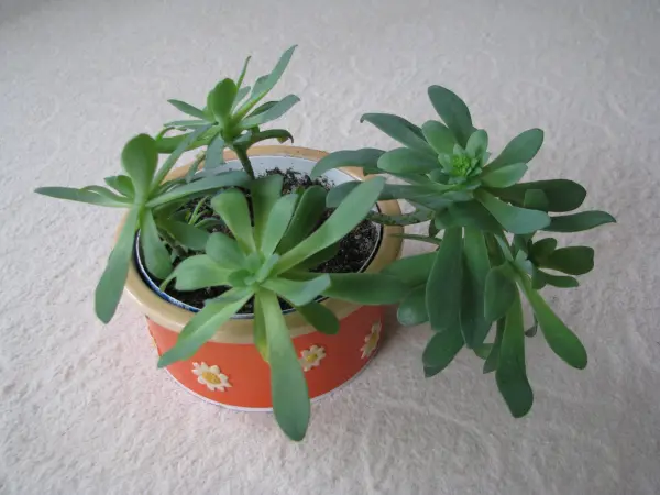 Aeonium – piękny sukulent na taras, do oranżerii lub mieszka