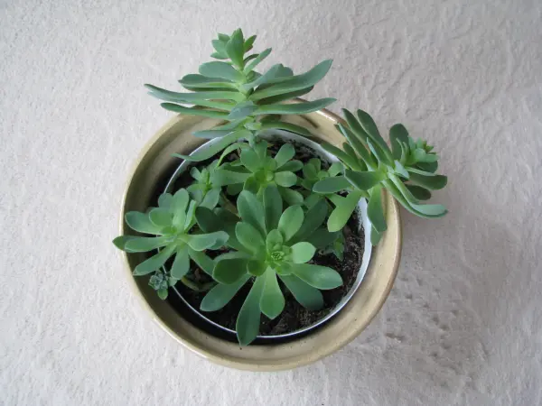 Aeonium – piękny sukulent na taras, do oranżerii lub mieszka