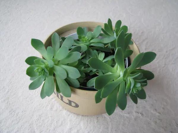 Aeonium – piękny sukulent na taras, do oranżerii lub mieszka