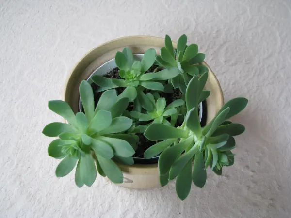 Aeonium – piękny sukulent na taras, do oranżerii lub mieszka