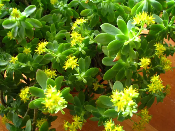 Aeonium – piękny sukulent na taras, do oranżerii lub mieszka