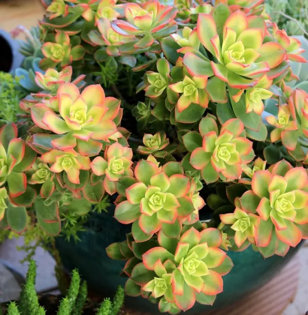 Aeonium – piękny sukulent na taras, do oranżerii lub mieszka