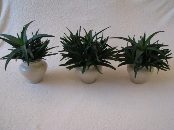 Aloes – piękna, zdrowa roślinka o właściwościach leczniczych
