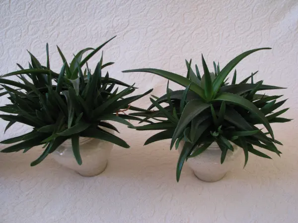Aloes – piękna, zdrowa roślinka o właściwościach leczniczych