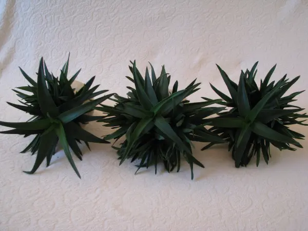 Aloes – piękna, zdrowa roślinka o właściwościach leczniczych