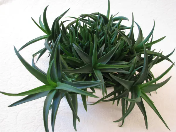 Aloes – piękna, zdrowa roślinka o właściwościach leczniczych