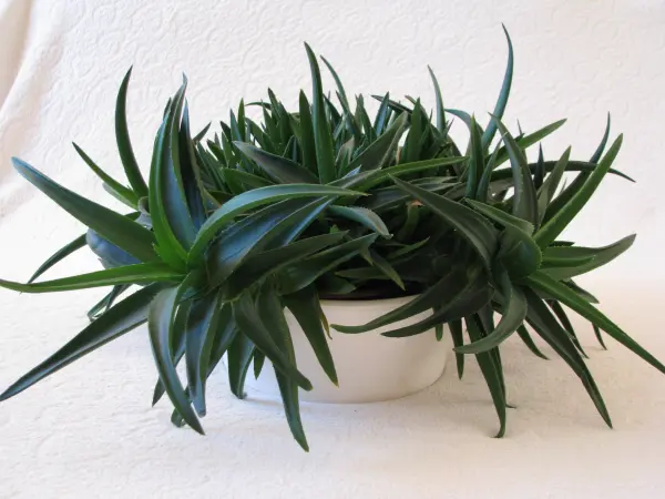 Aloes – piękna, zdrowa roślinka o właściwościach leczniczych