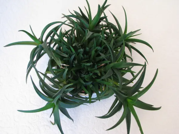 Aloes – piękna, zdrowa roślinka o właściwościach leczniczych