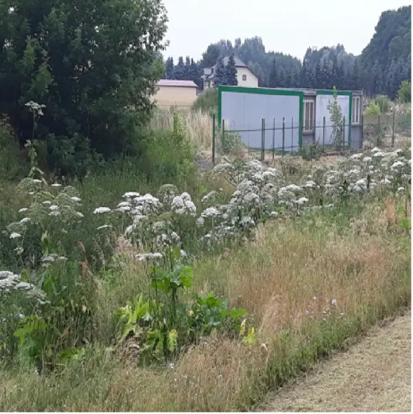 Barszcz Sosnowskiego, cennik, Tel. 504-746-203, zwalczanie
