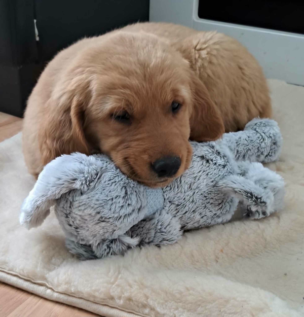 Golden Retriever szczeniak