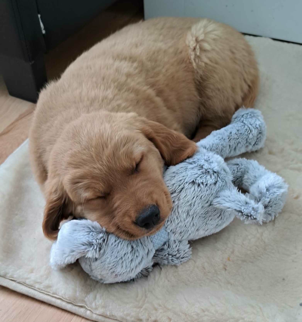 Golden Retriever szczeniak