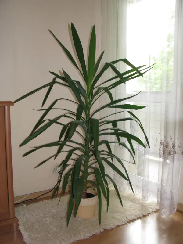 Juka – piękny, zdrowy, duży kwiat doniczkowy, 1,45 m 