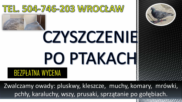 Obrzeżek gołębi, dezynfekcja tel. 504-746-203, Wrocław