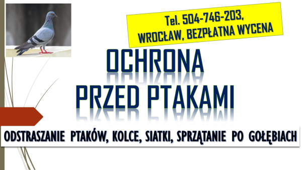 Odstraszanie gołębi, Wrocław, tel. 504-746-203. Płoszenie