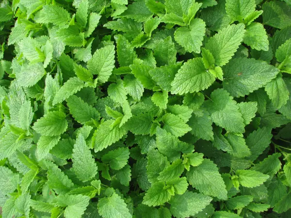 Oregano - lebiodka, melisa, mięta, lubczyk, szczaw kopane z 