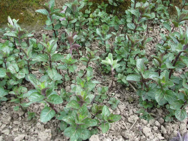 Oregano - lebiodka, melisa, mięta, lubczyk, szczaw kopane z 
