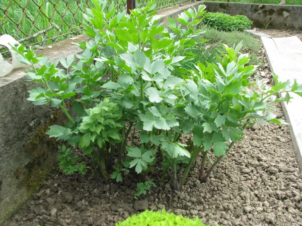 Oregano - lebiodka, melisa, mięta, lubczyk, szczaw kopane z 