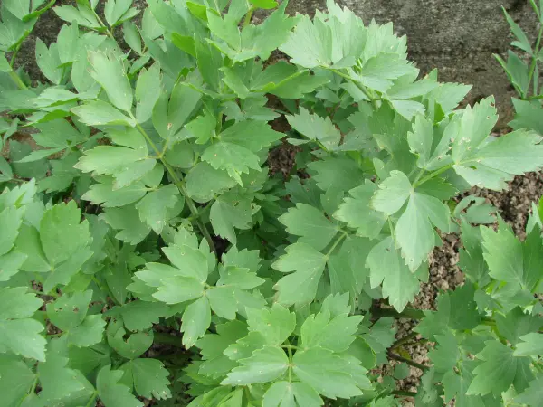 Oregano - lebiodka, melisa, mięta, lubczyk, szczaw kopane z 