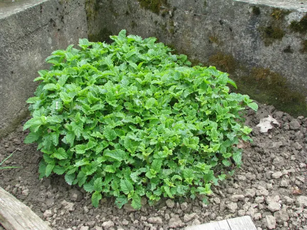 Oregano - lebiodka, melisa, mięta, lubczyk, szczaw kopane z 