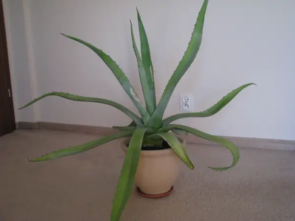 Piękna duża agawa ogrodowa 3 szt