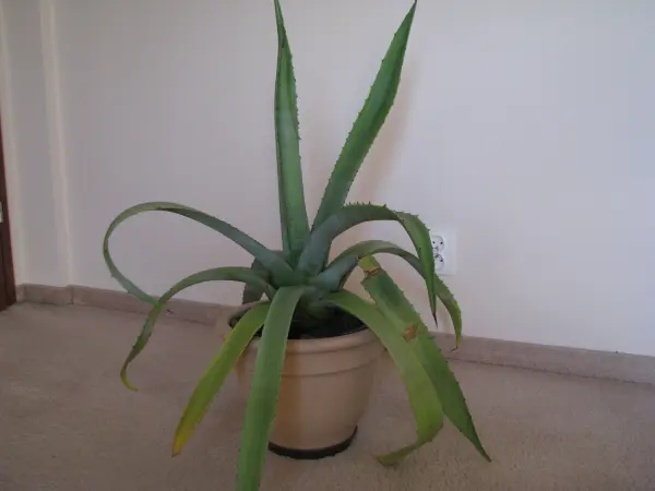 Piękna duża agawa ogrodowa 3 szt