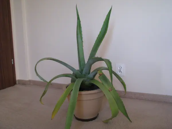 Piękna duża agawa ogrodowa 3 szt
