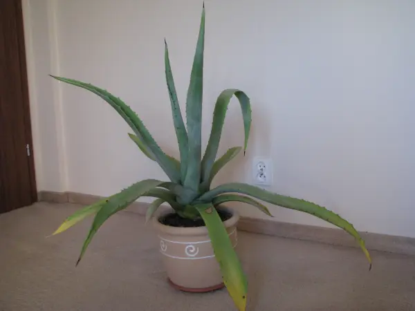 Piękna duża agawa ogrodowa 3 szt