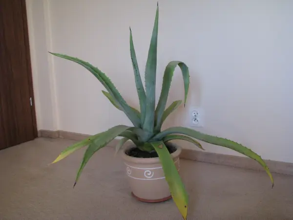 Piękna duża agawa ogrodowa 3 szt