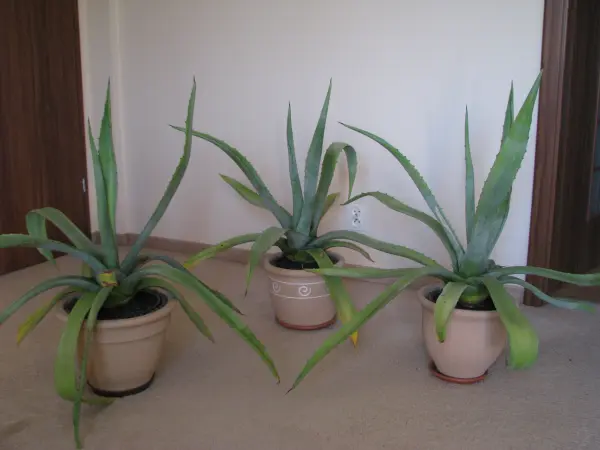 Piękna duża agawa ogrodowa 3 szt