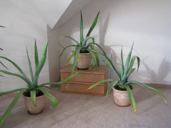 Piękna duża agawa ogrodowa 3 szt