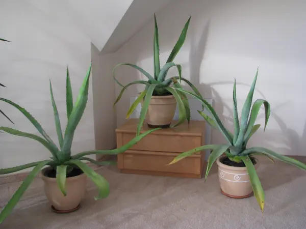 Piękna duża agawa ogrodowa 3 szt