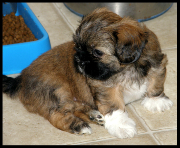 Piękne maluchy Shihtzu (ZKwP - FCI) - juz do odbior