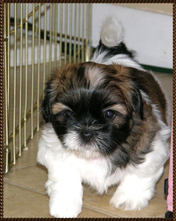 Piękne maluchy Shihtzu (ZKwP - FCI) - juz do odbior