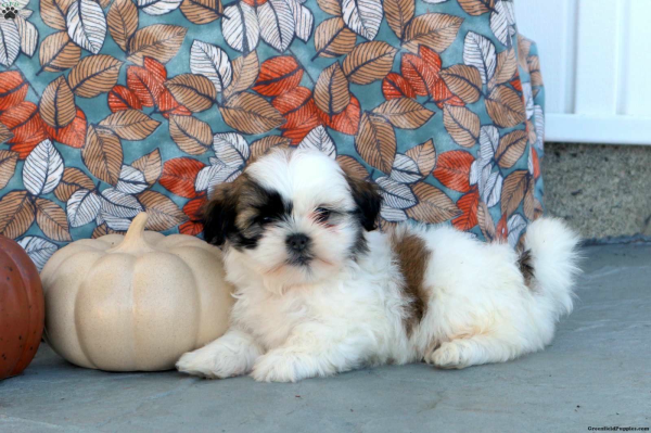 Piękne maluchy Shihtzu (ZKwP - FCI) - juz do odbior