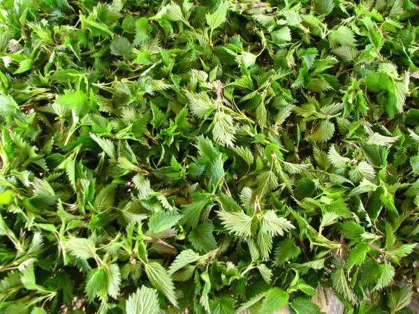 Pokrzywa i skrzyp polny suszony z łąk