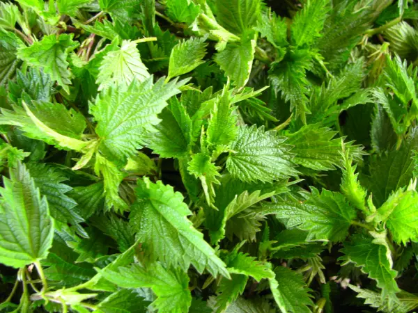 Pokrzywa i skrzyp polny suszony z łąk