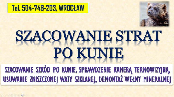 Szacowanie szkód po kunie, tel. 504-746-203, Wrocław. Wycena