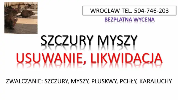 Zwalczanie szczurów, gryzoni, tel 504-746-203, Wrocław